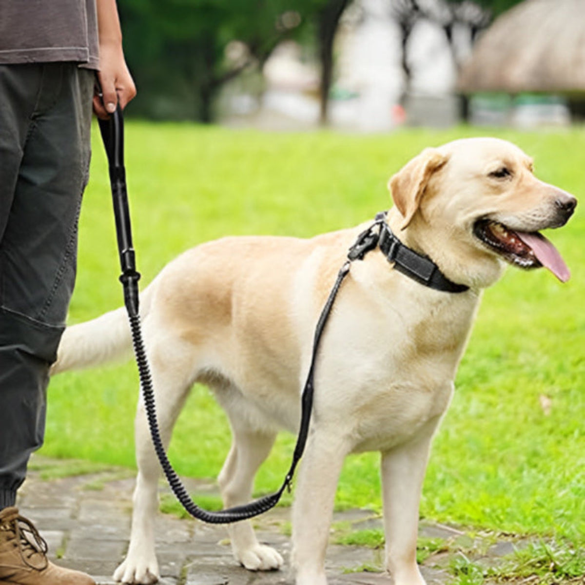 Laisse pour chien abacule noire, corde tressée avec poignée et attache