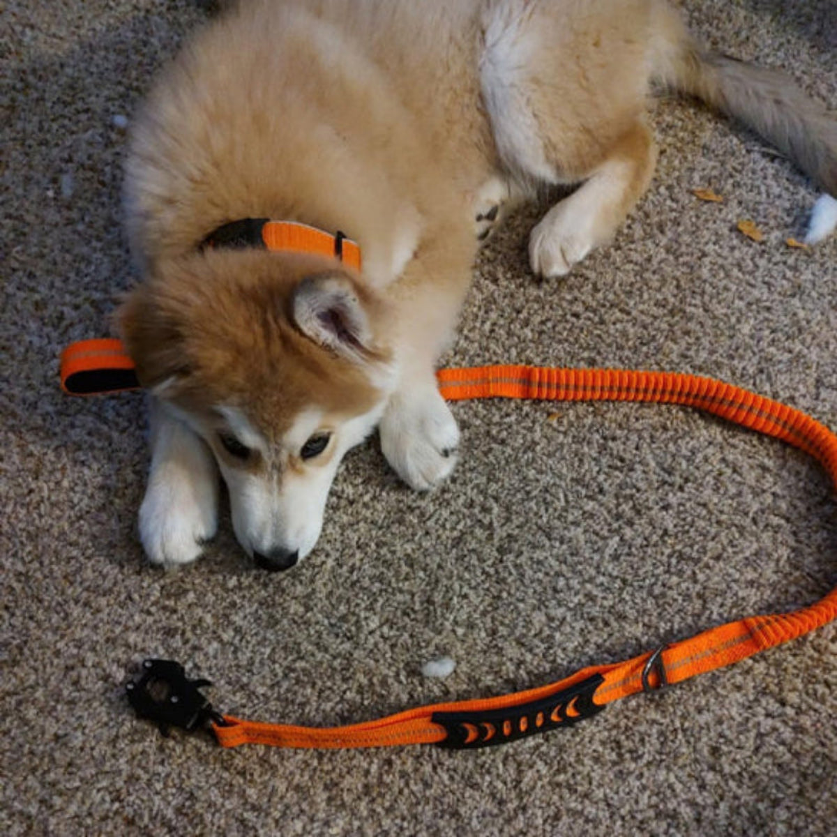 Laisse pour chien abacule orange, laisse tressée avec poignée et mousqueton noir
