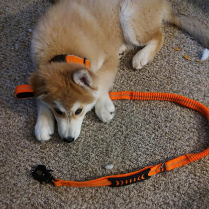 Laisse pour chien abacule orange, laisse tressée avec poignée et mousqueton noir