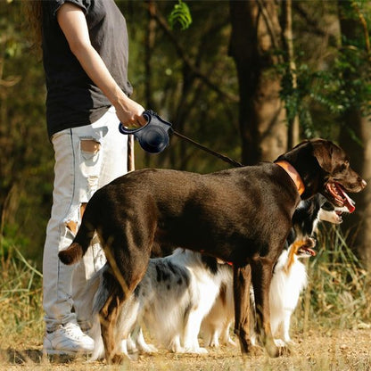 Laisse pour chien rétractable noire fixée au collier, chien en laisse
