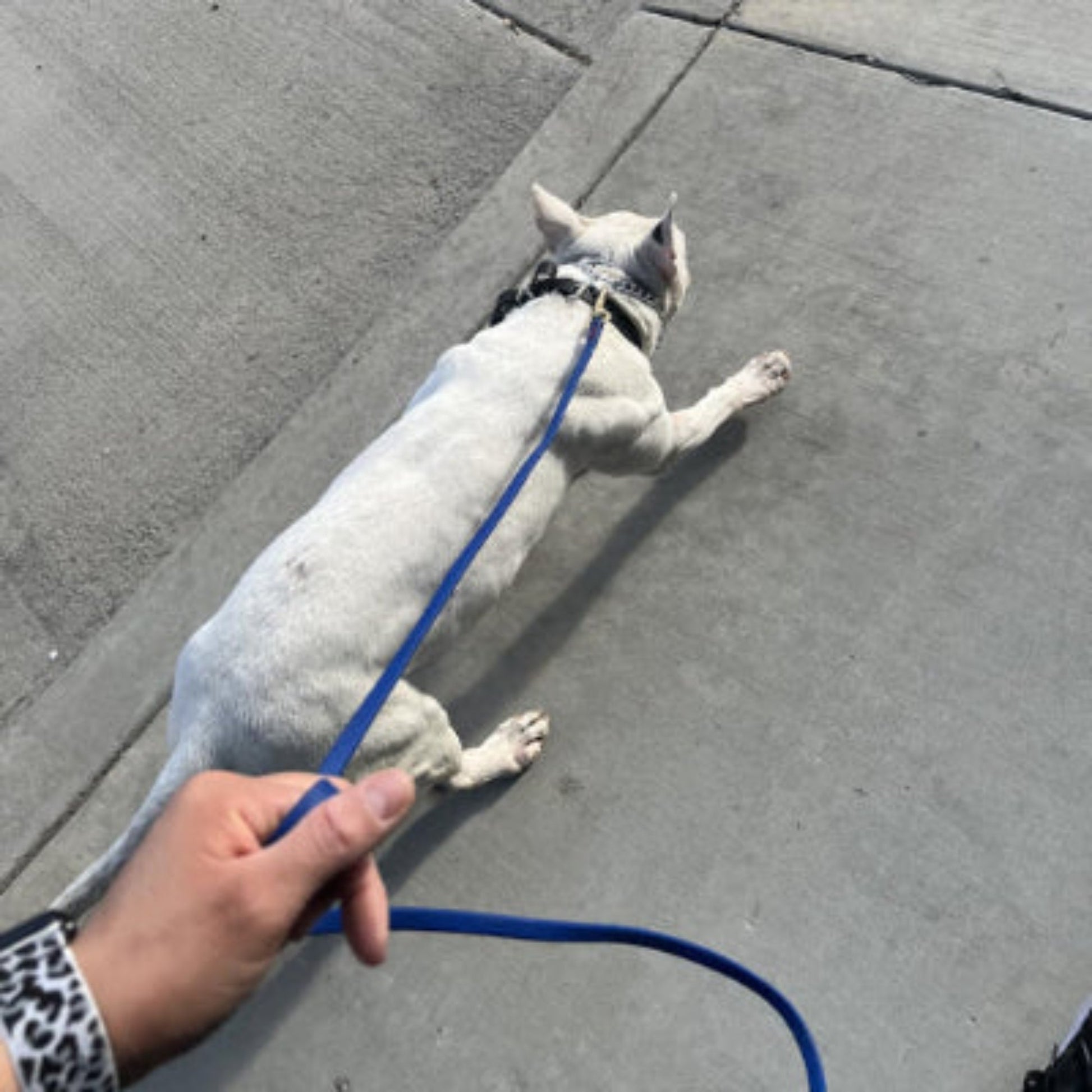 Laisse pour chien abda bleue, attache au collier, corde près de la main