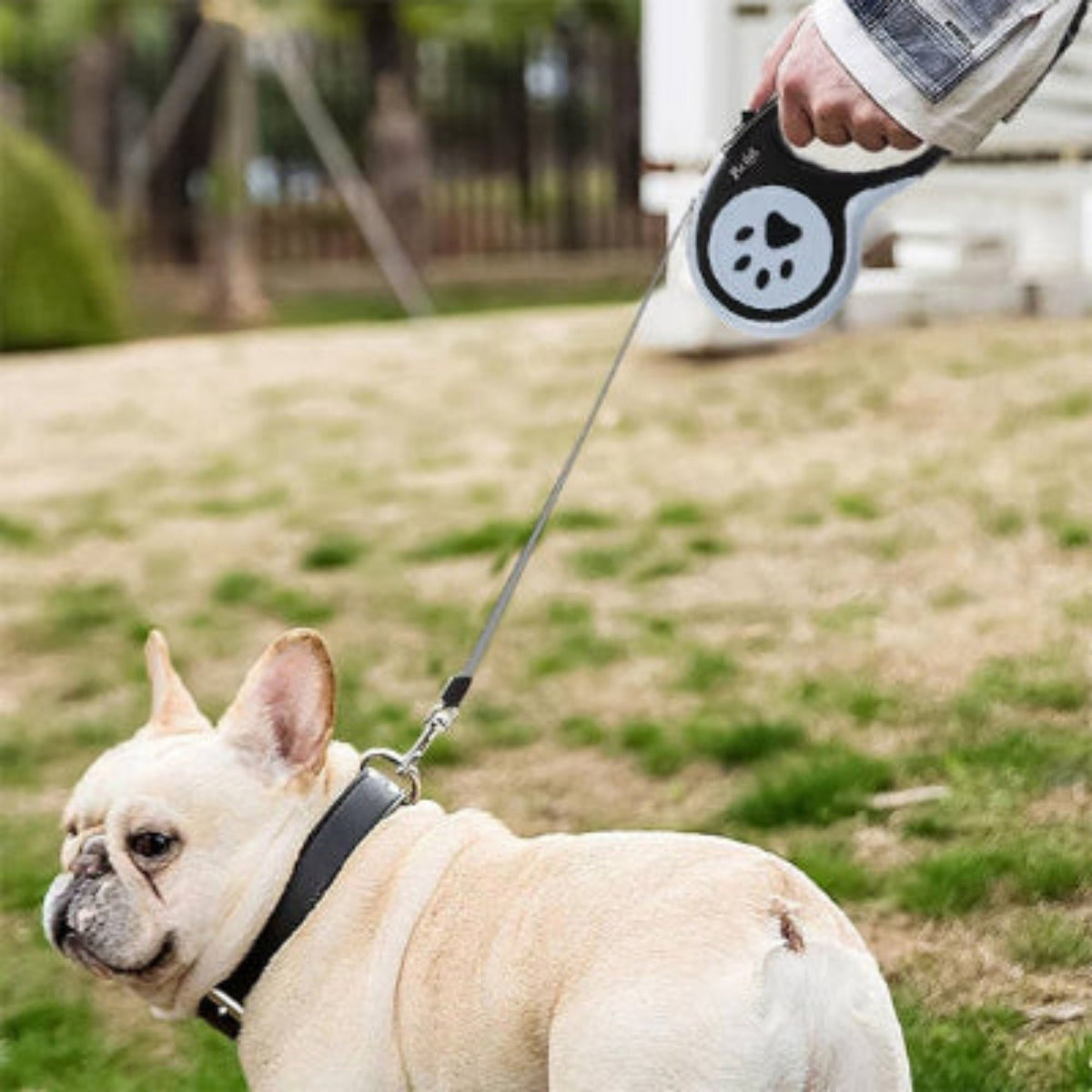 Laisse pour chien Aba avec poignée disque motif patte et sangle noire