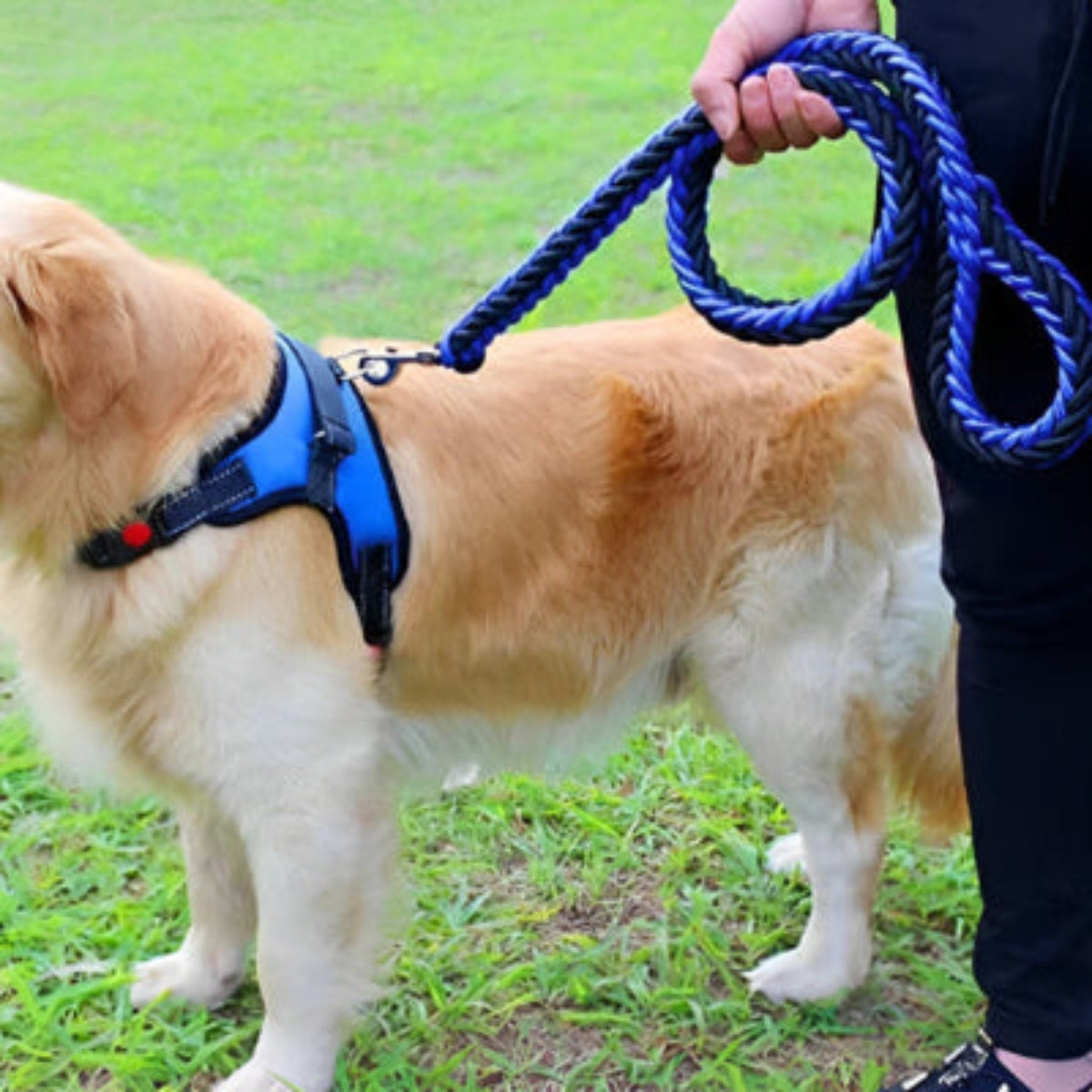 Laisse pour chien Ahuri en corde bleue, poignée tenue et mousqueton argenté.