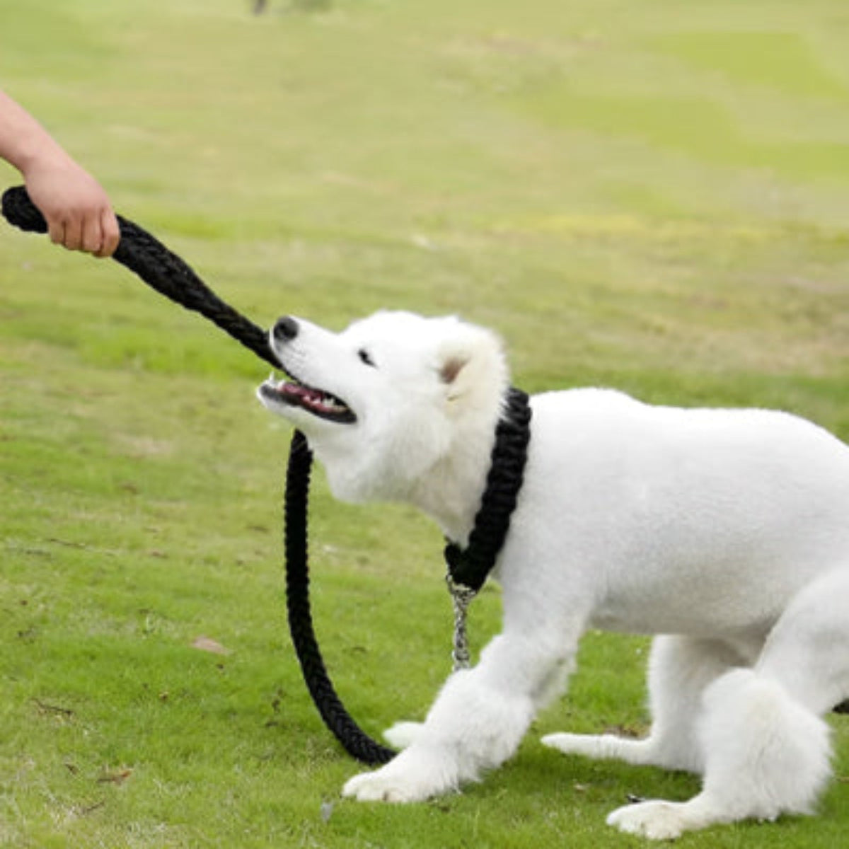 Laisse pour chien Ahuri en corde noire avec mousqueton métallique et boucle à la main.