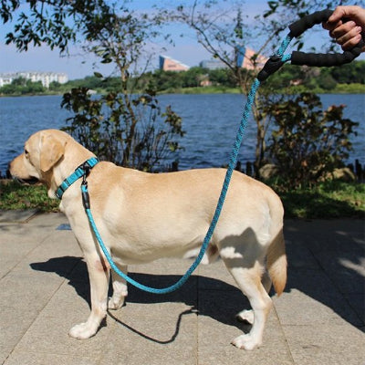 Laisse de chien PetSecure bleu turquoise avec sangle tressée et poignée