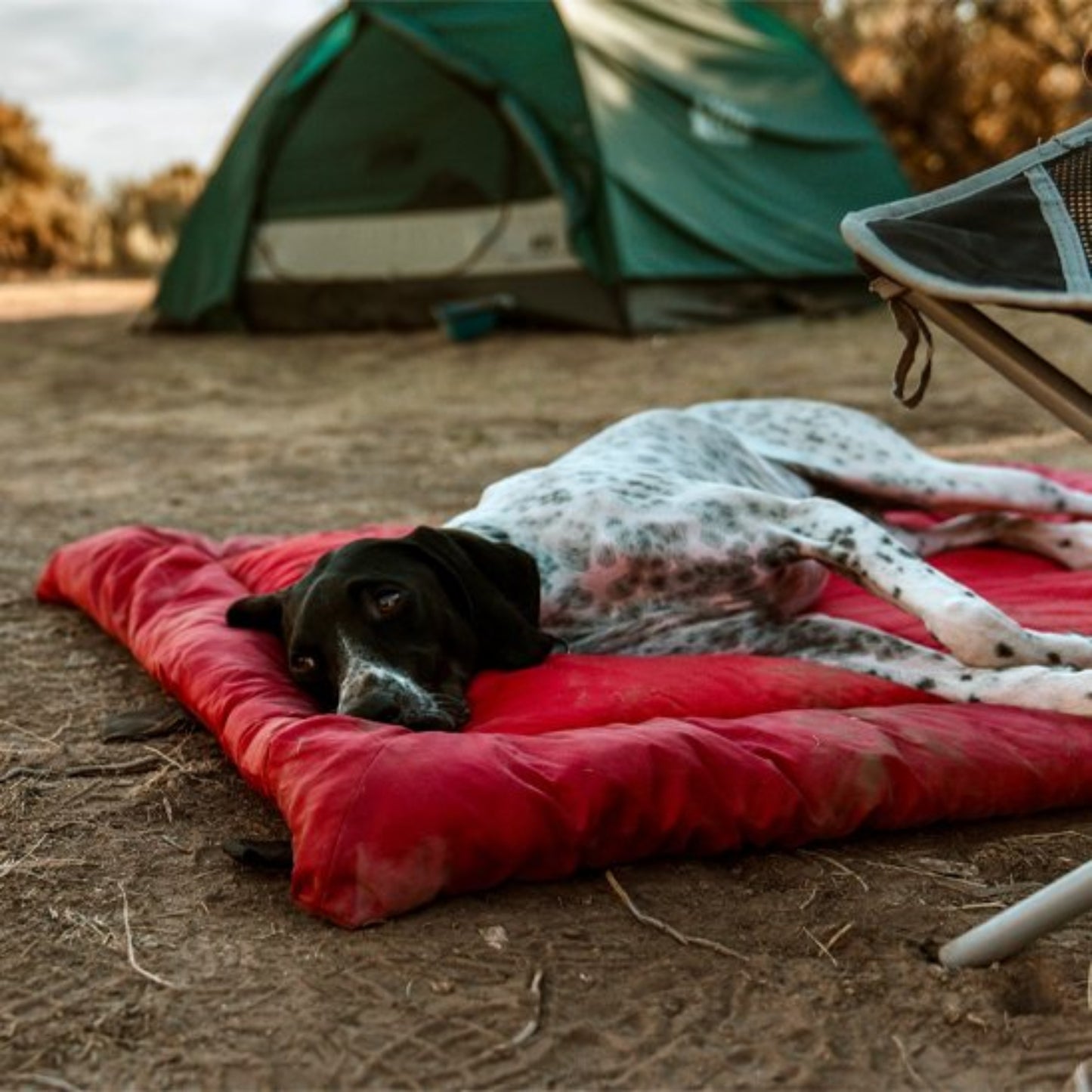 Lit de camp pour chien exterieur coté tente