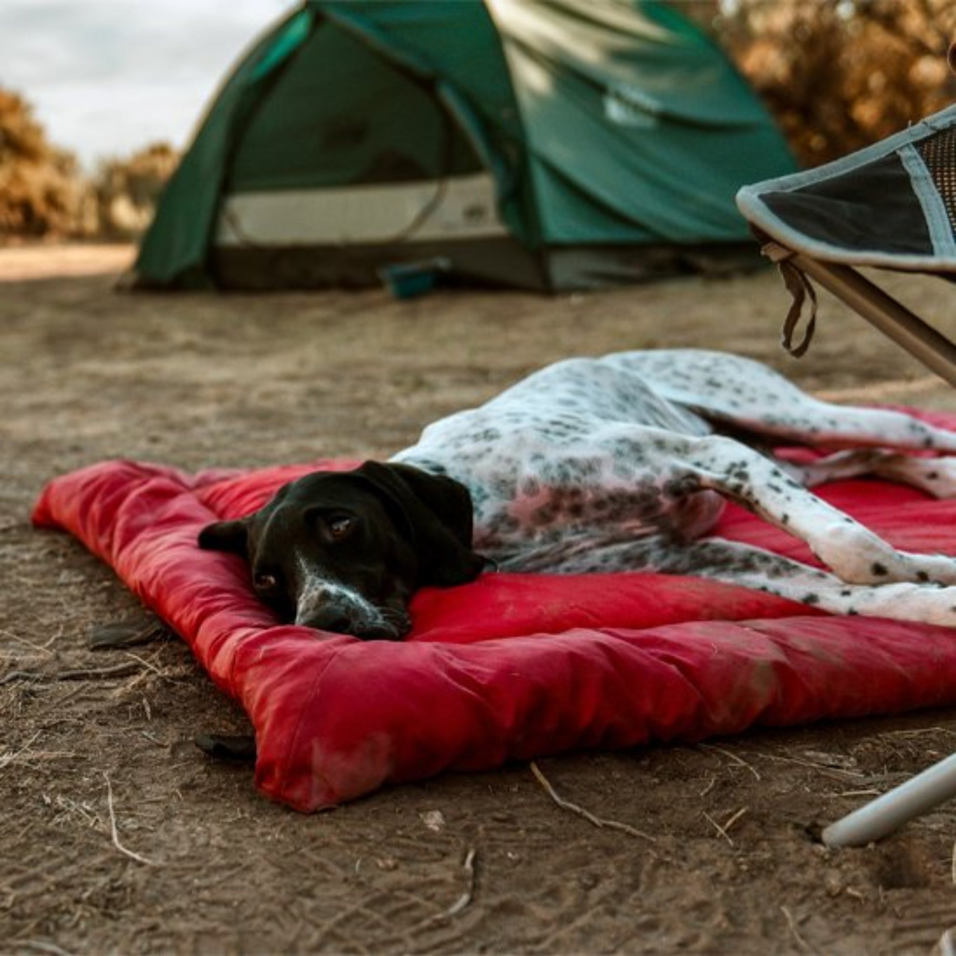 Lit de camp pour chien exterieur coté tente