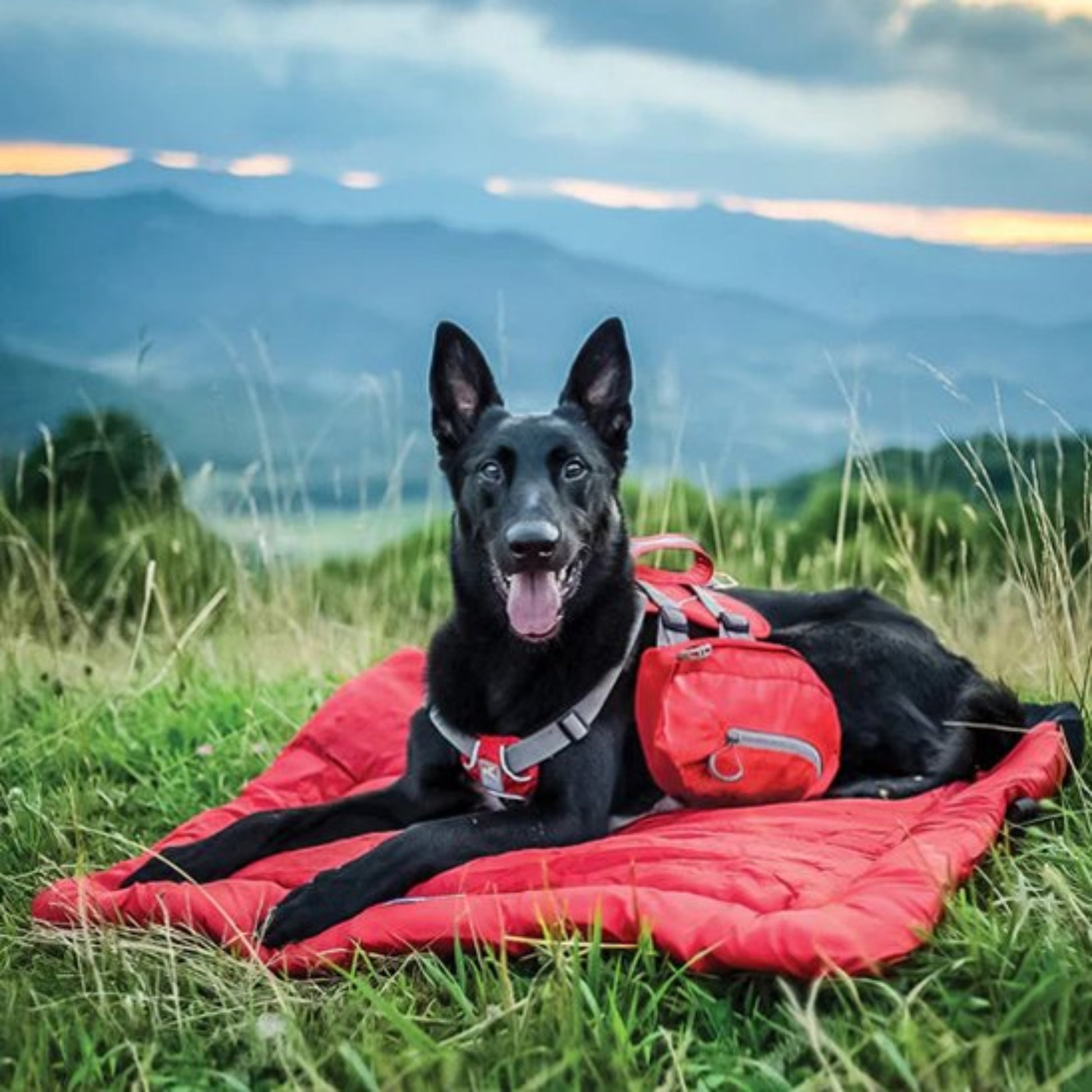 Lit de camp pour chien grand Max bien installé dehors