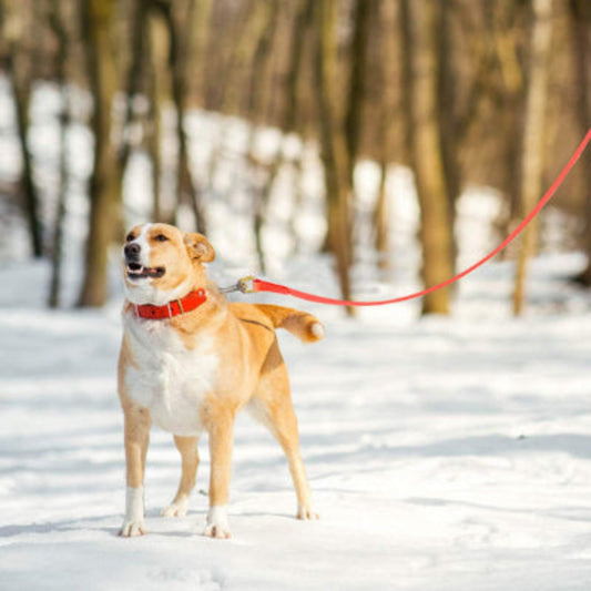 longe chien dans la neige du printemps