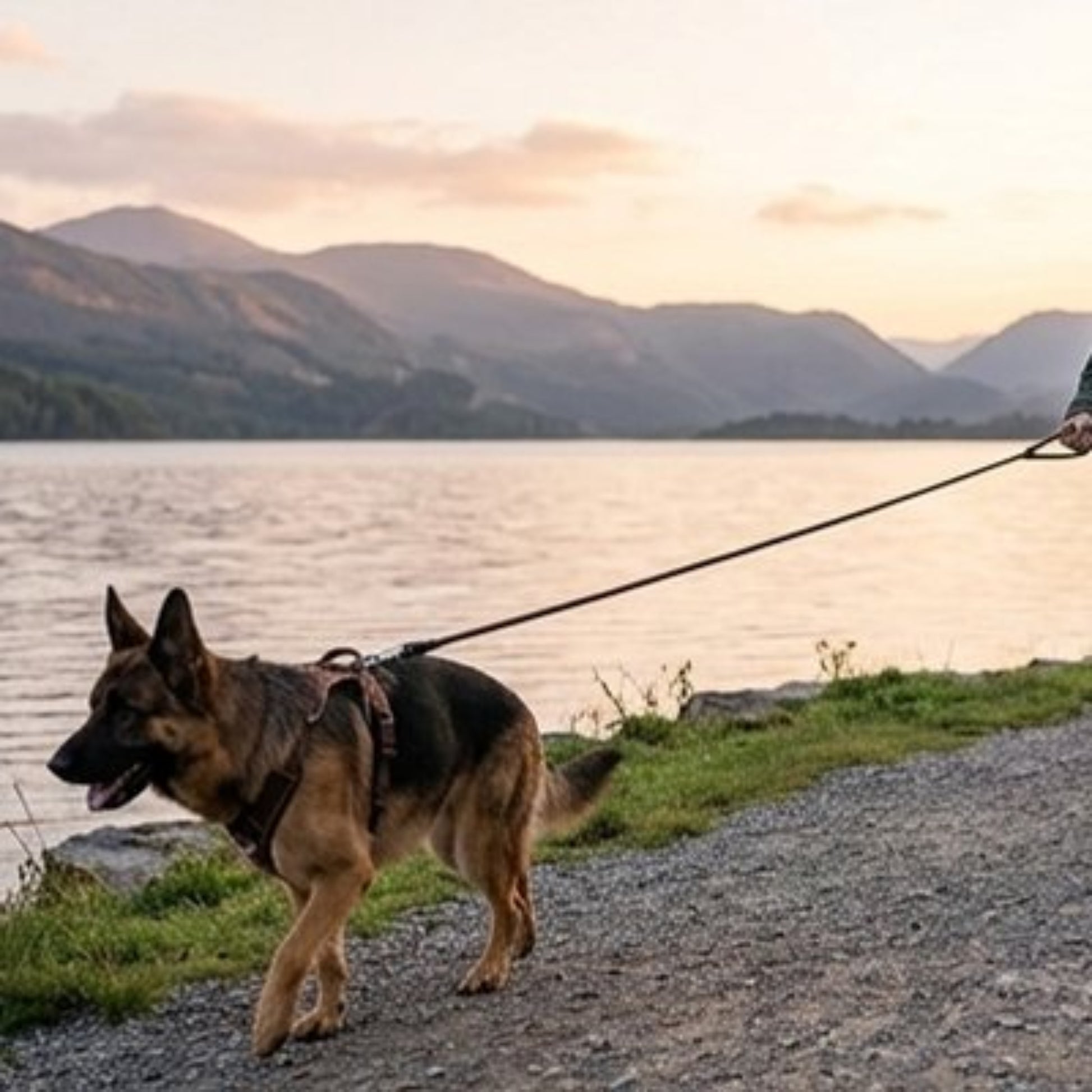 Longe pour chien foncée avec mousqueton et poignée, chien au bord de l’eau
