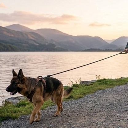 Longe pour chien foncée avec mousqueton et poignée, chien au bord de l’eau