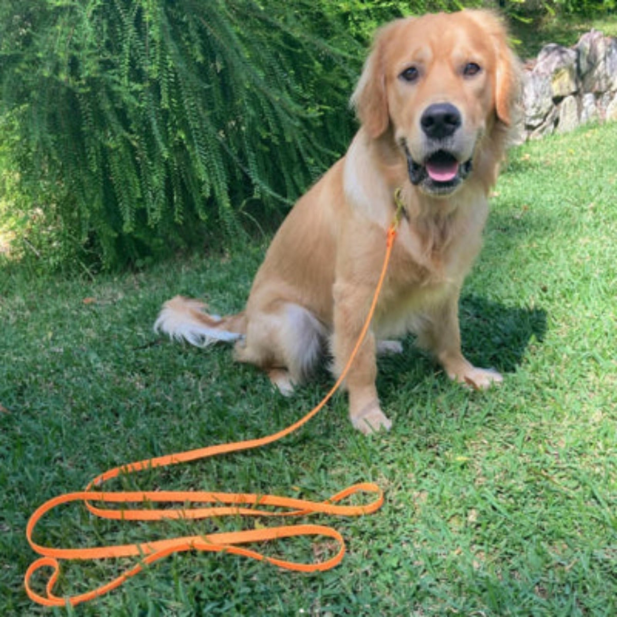 Longe pour chien en corde orange, boucle au sol et attache au collier