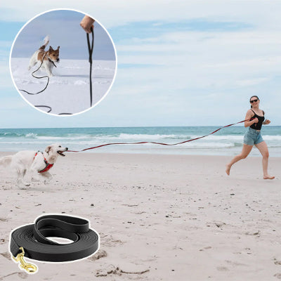 Longe pour chien sur la plage heureux
