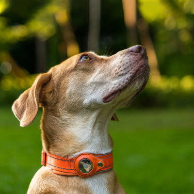 Loup collier chien gps