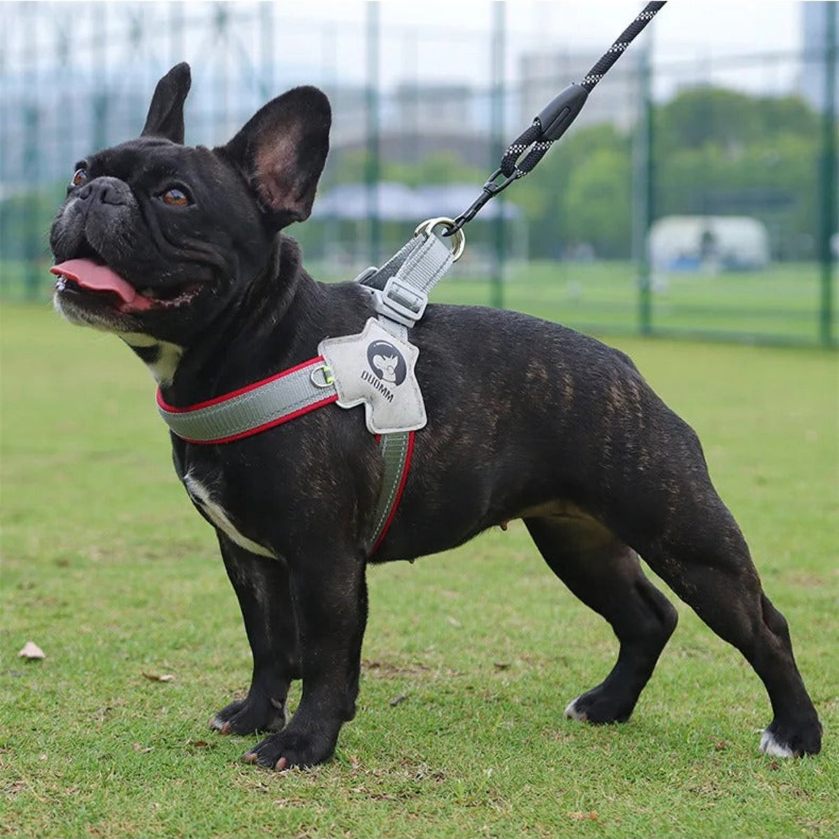 Harnais pour chien réfléchissant rouge et noir, sangles à clip et anneau D, sur chien