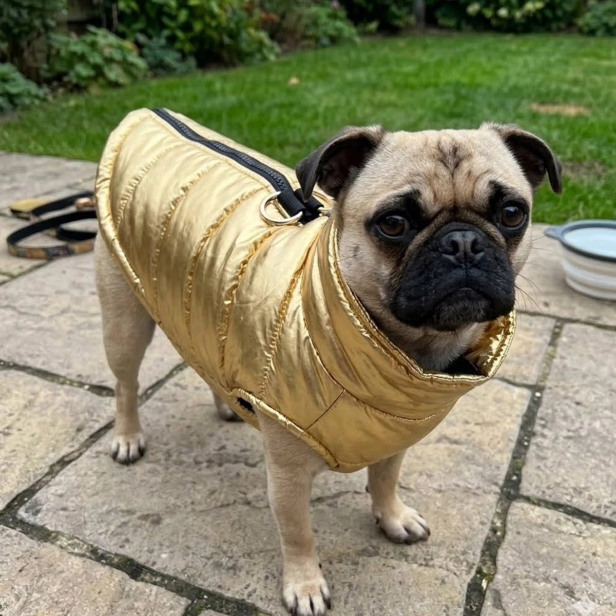 Manteau Chien couleur or