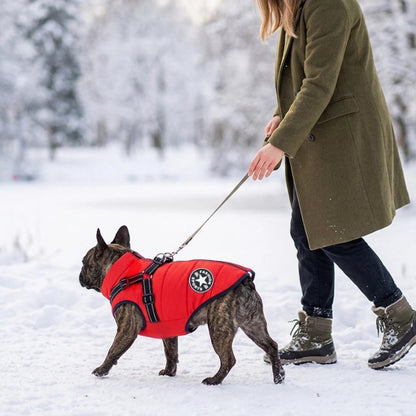 Manteau Chien dans la neige