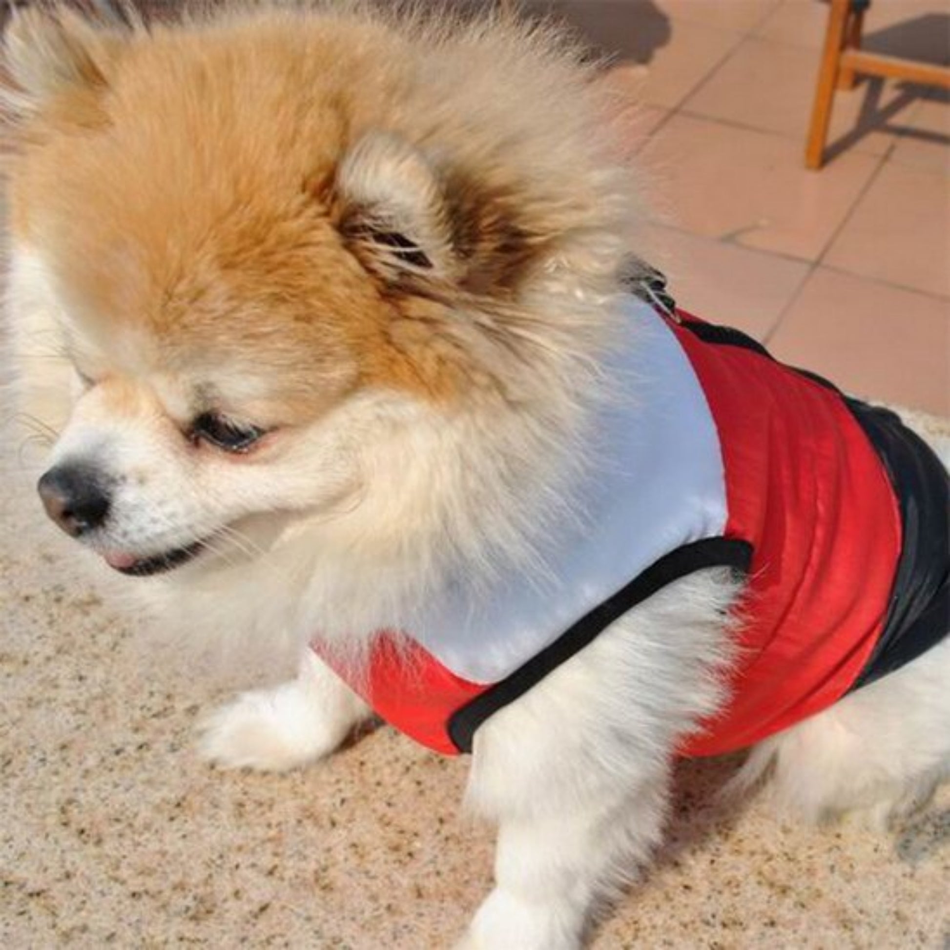 Manteau chien xs chihuahua