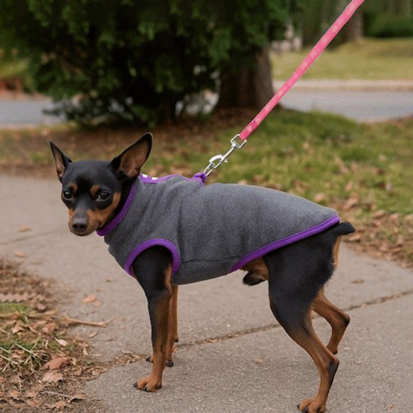 Manteau pour Chien gris sur pinscher