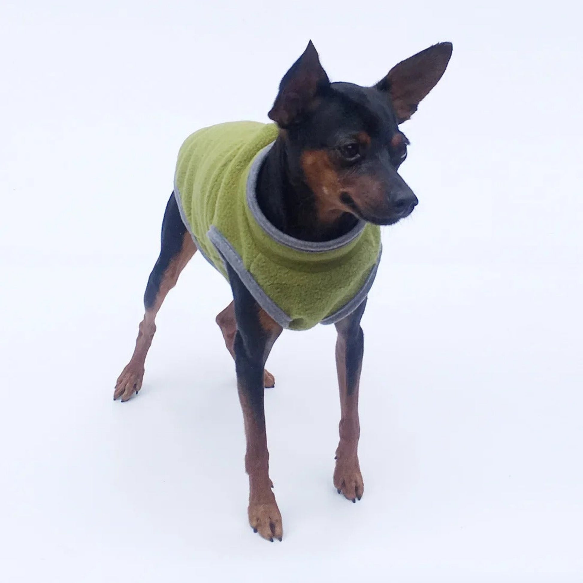 Manteau pour chien sur chihuahua