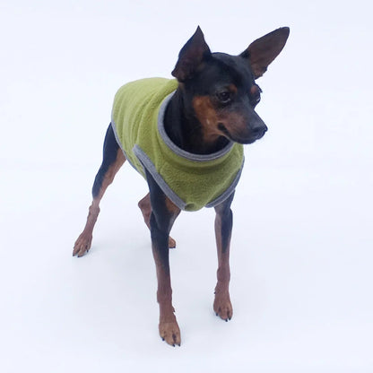 Manteau pour chien sur chihuahua
