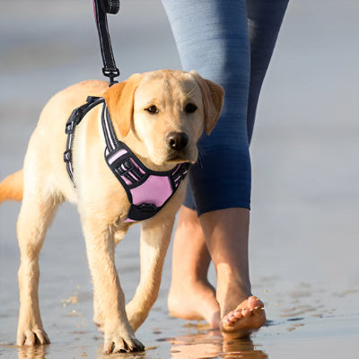 labrador marchand dans l eau avec son harnais pour chien