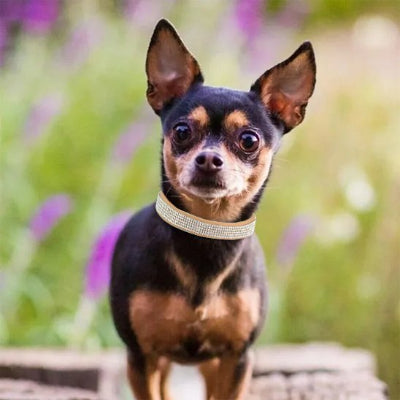 Mignon Collier Luxe pour chien