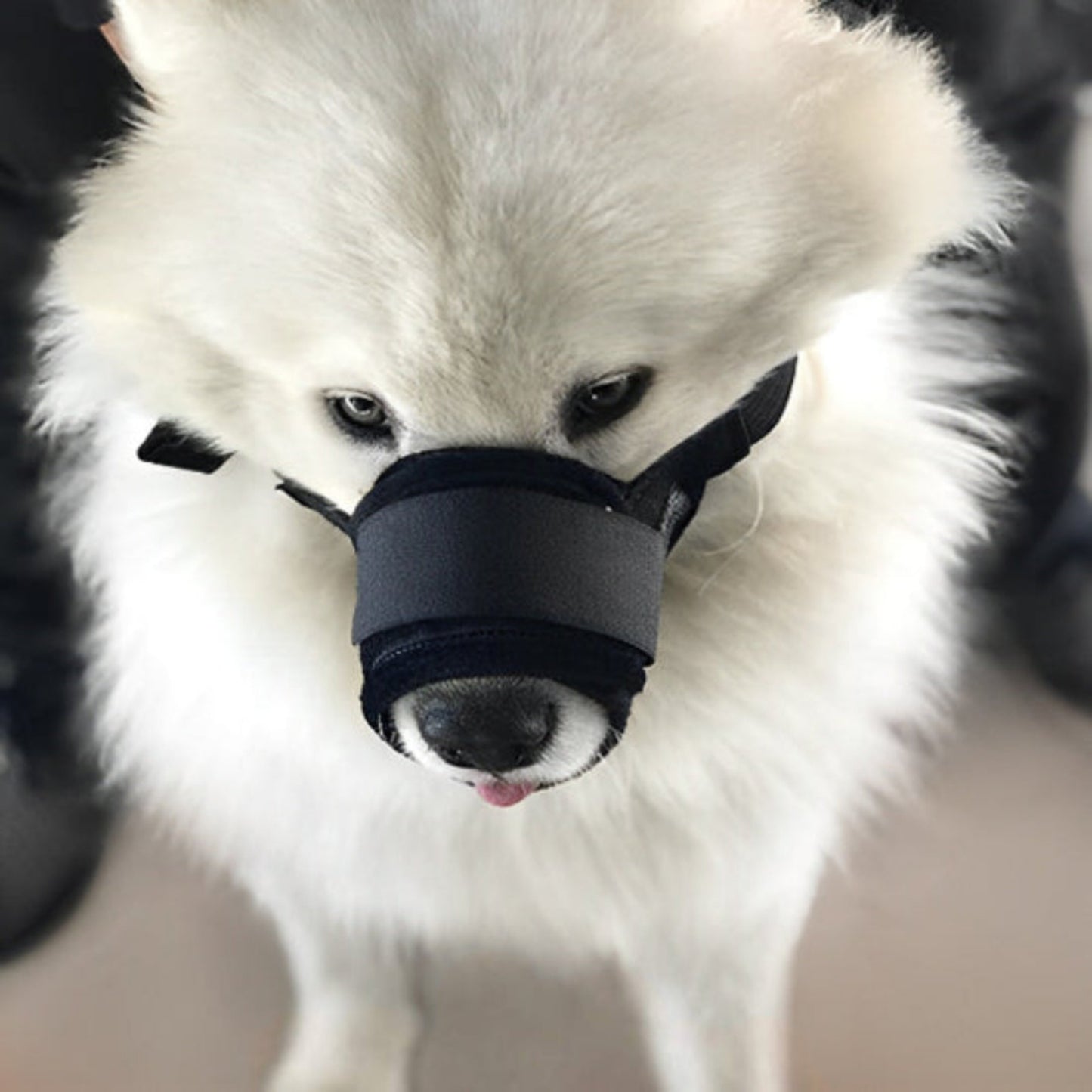 Muselière anti-aboiement noire sur chien blanc, gros plan sur la mâchoire.