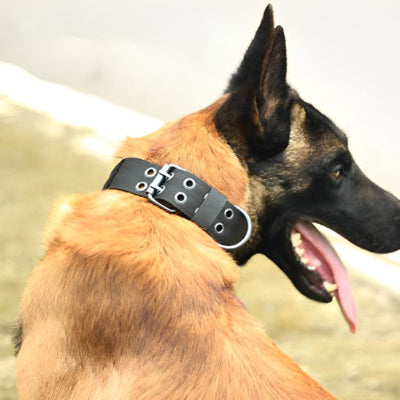 Noir collier chien tactique malinois