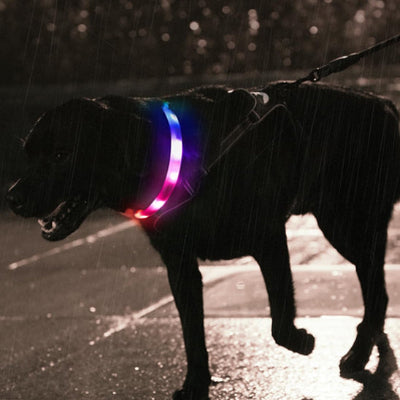 Pleine nuit collier chien lumineux wow