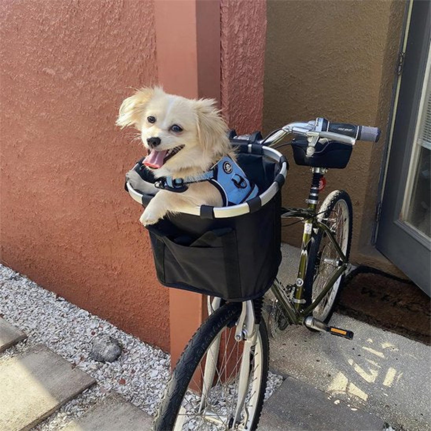 Panier de vélo pour chien noir avec petit chien crème, monté à l’avant du vélo