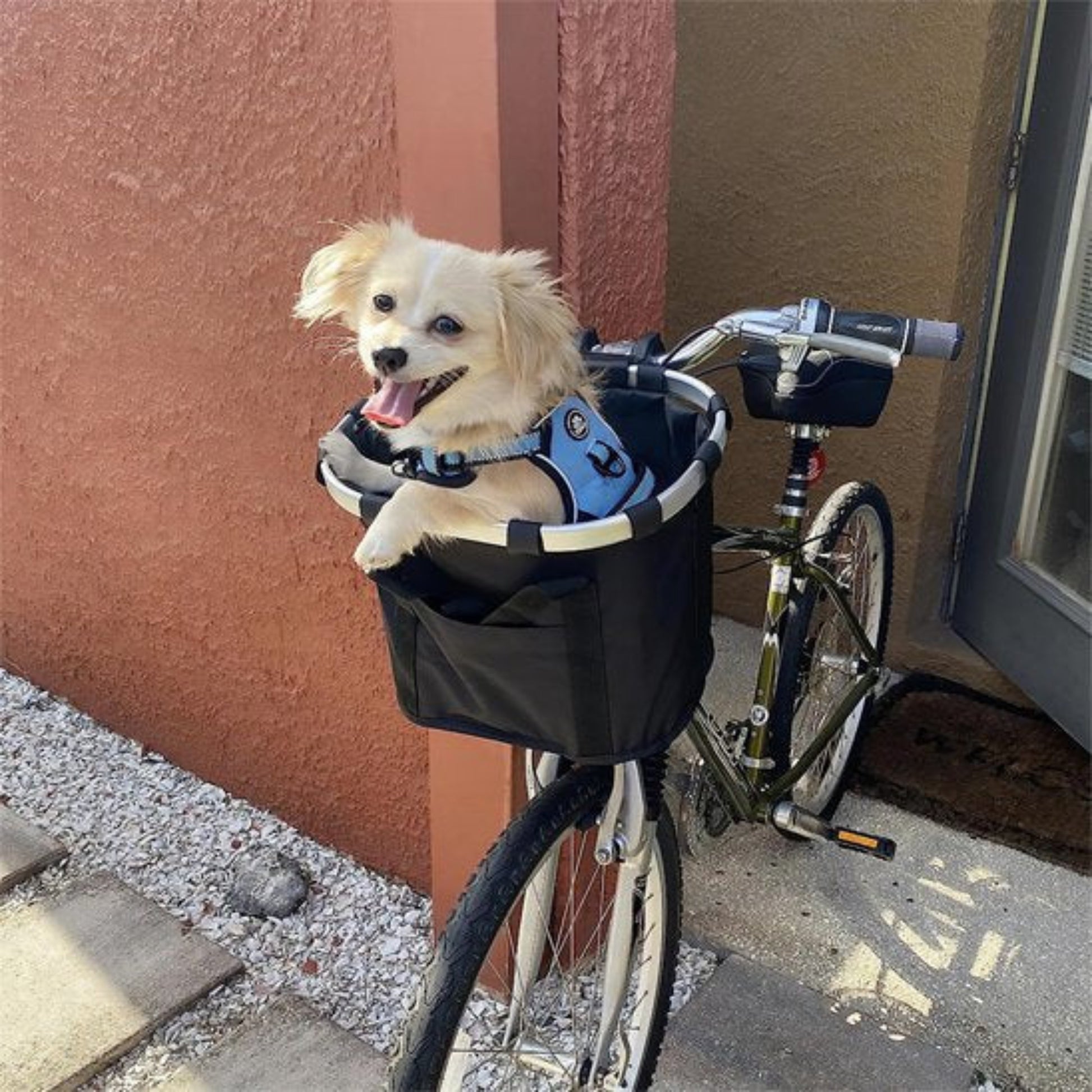 Panier de vélo pour chien noir avec petit chien crème, monté à l’avant du vélo