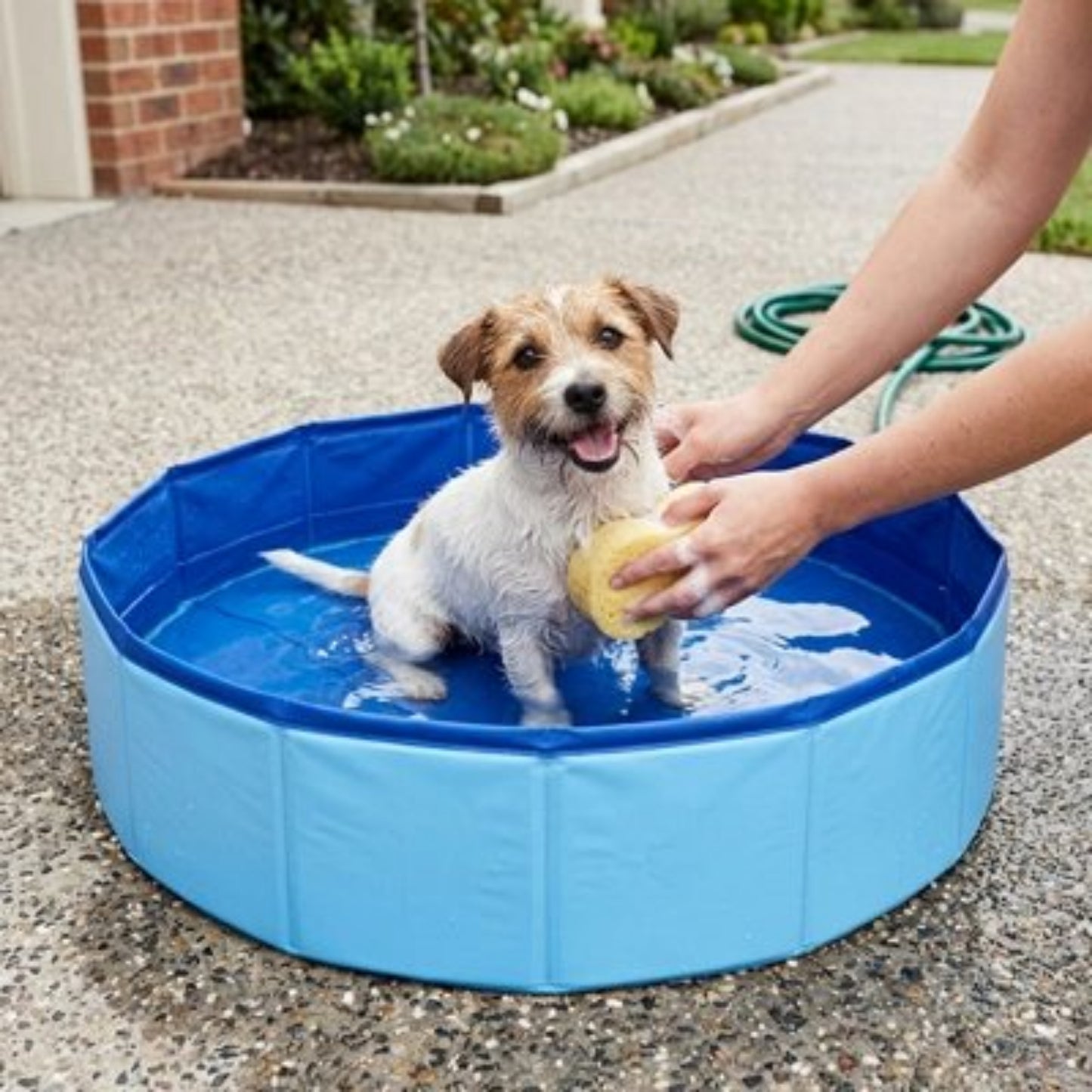 Piscine pliante bleue pour chien, chien jouant avec un jouet dans l’eau.