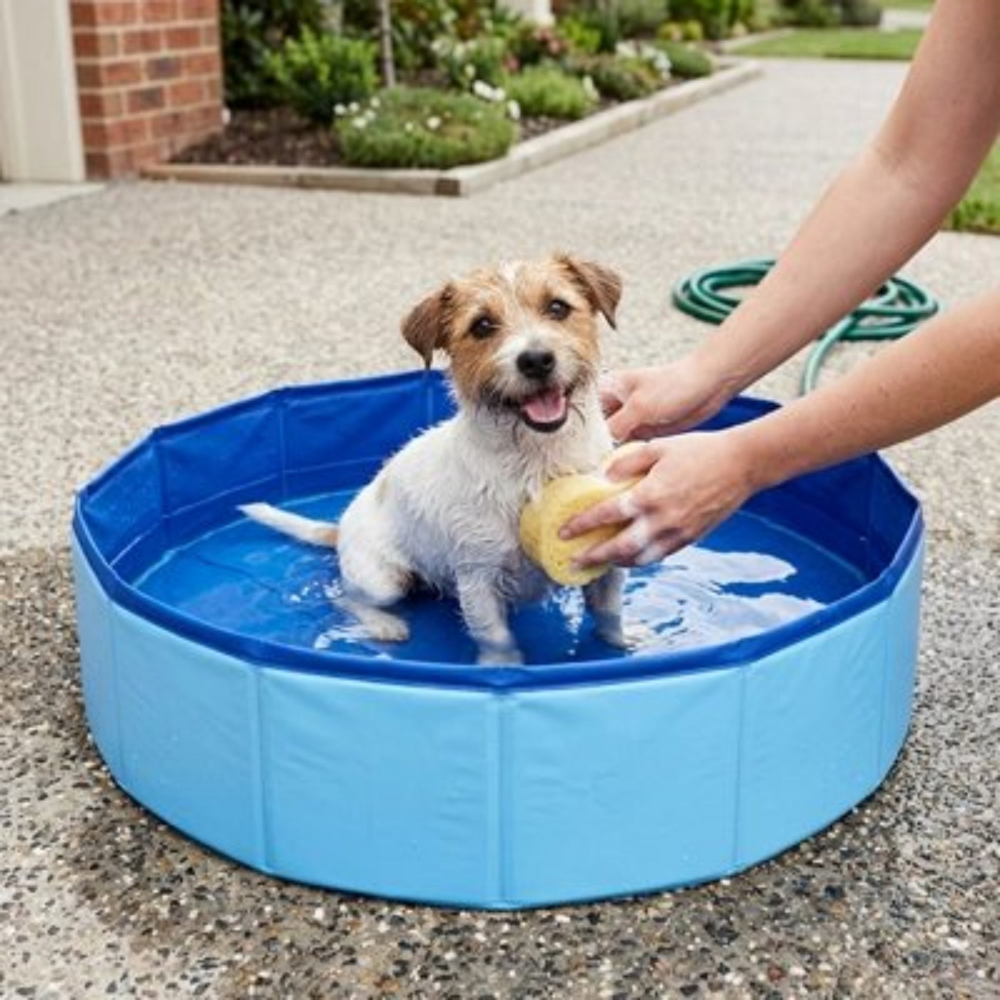 Piscine pliante bleue pour chien, chien jouant avec un jouet dans l’eau.