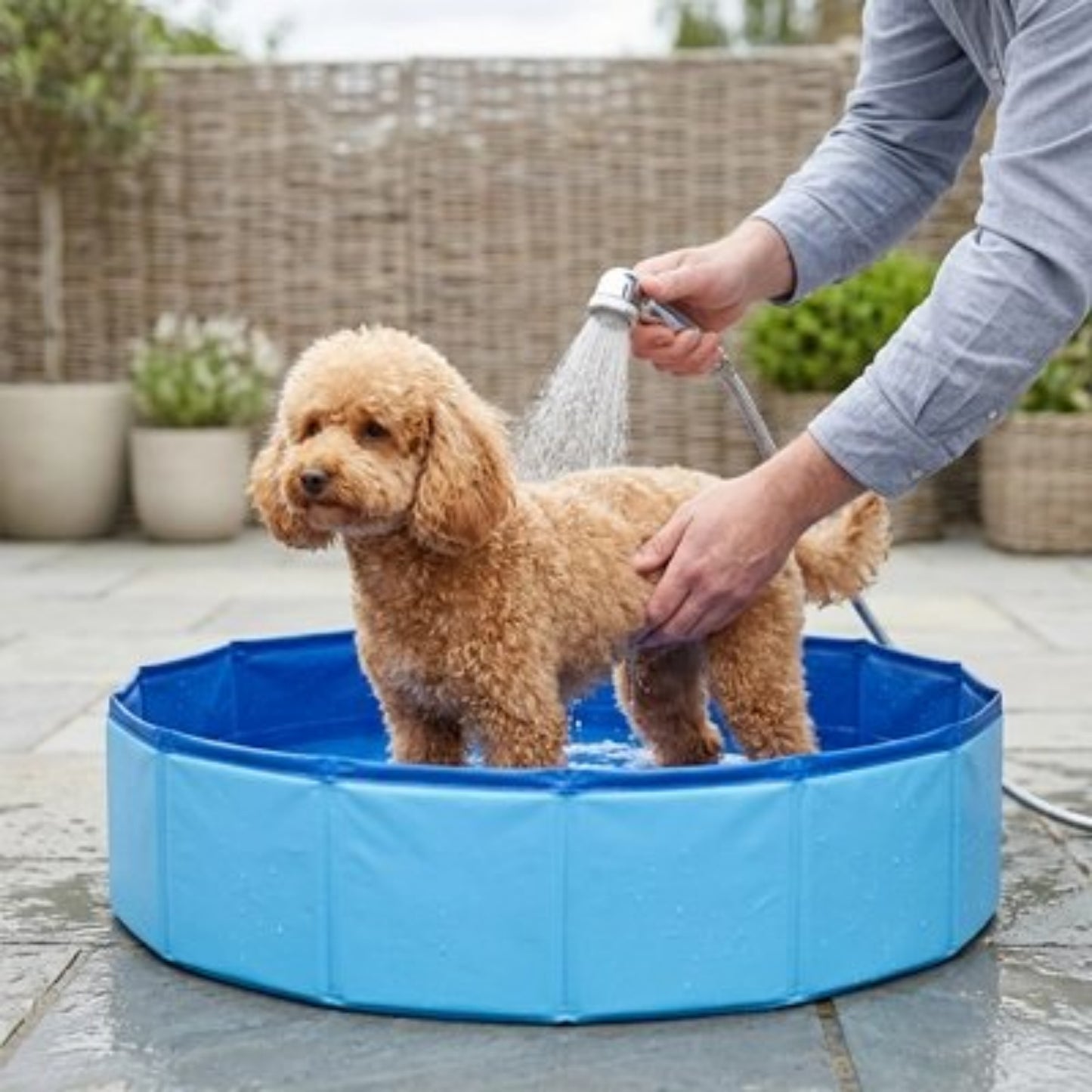 Piscine pliante bleue pour chien, chien arrosé depuis un tuyau dans le bassin.