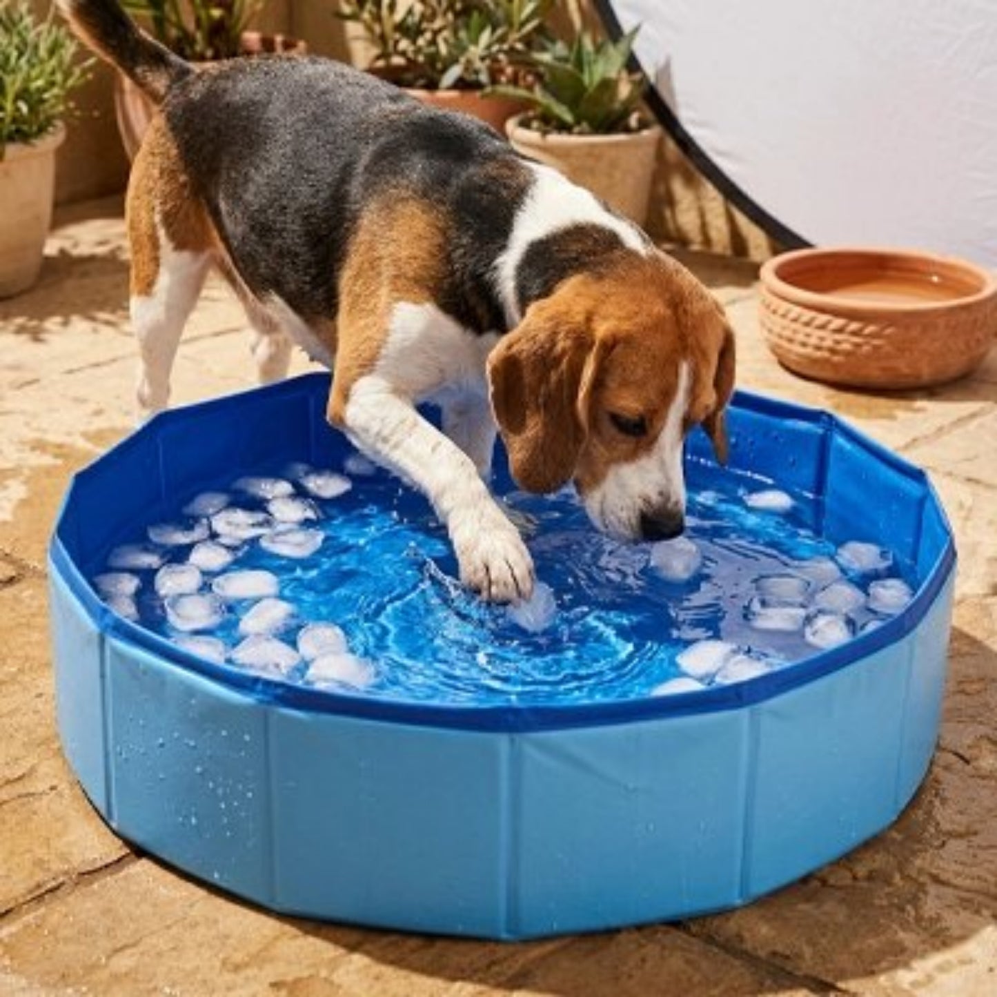 Piscine pliante bleue pour chien, deux chiens dans l’eau avec glaçons.