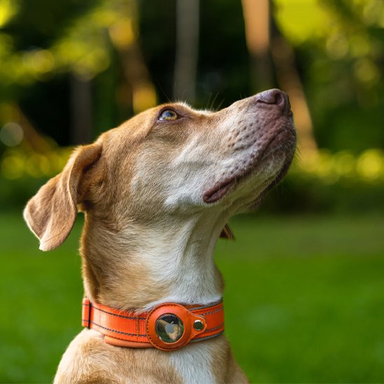 Collier gps chien | Tracker Pro