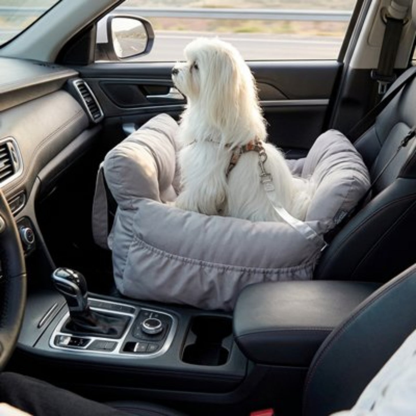 Siege auto pour chien 15 kg assis regarde dehors