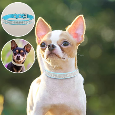 Trois Collier Luxe pour chien