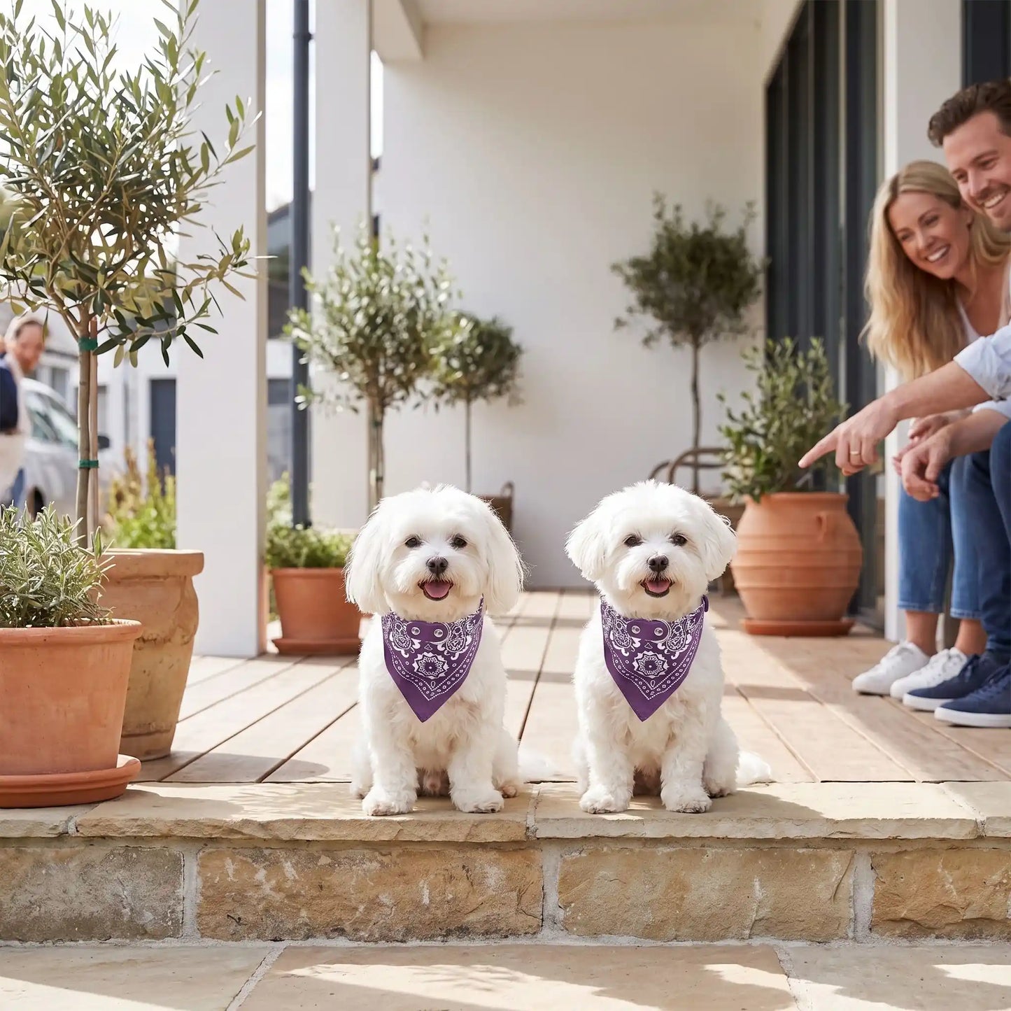 Bandana triangulaire violet porté par deux chiens.