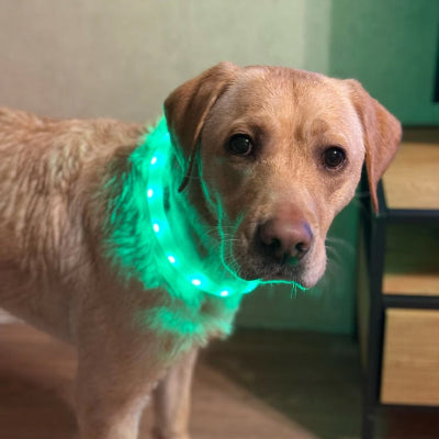Vert et super collier chien lumineux